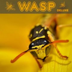 Behringer Announces Wasp Deluxe Synth